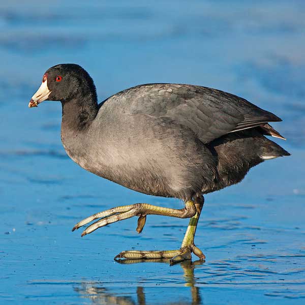 American Coot