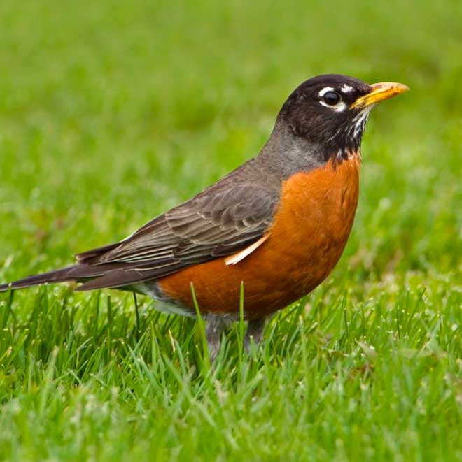 audubon birds robin