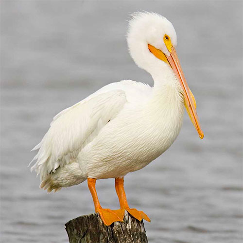 American White Pelican