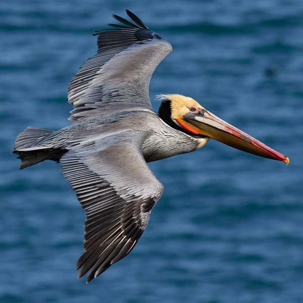 Brown Pelican