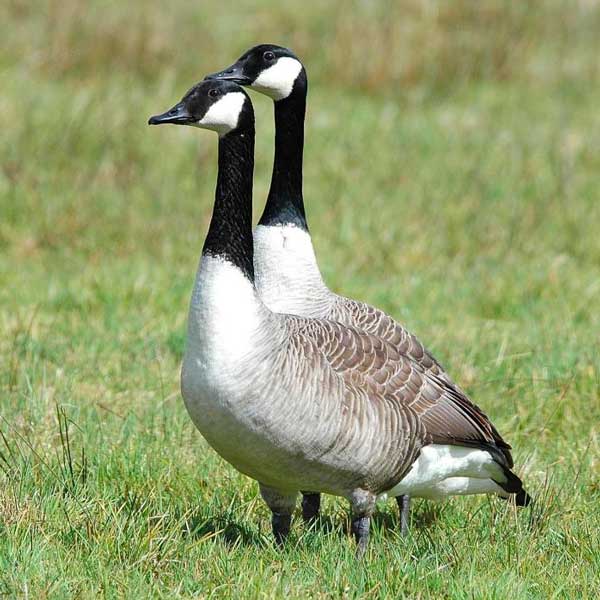 Canada Goose