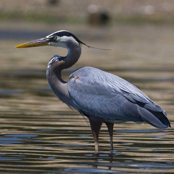 Great Blue Heron Kindergarten Study Guide Marin Audubon Society