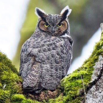 Great Horned Owl