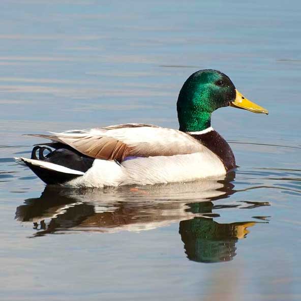 Mallard