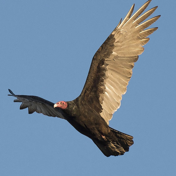 Turkey Vulture