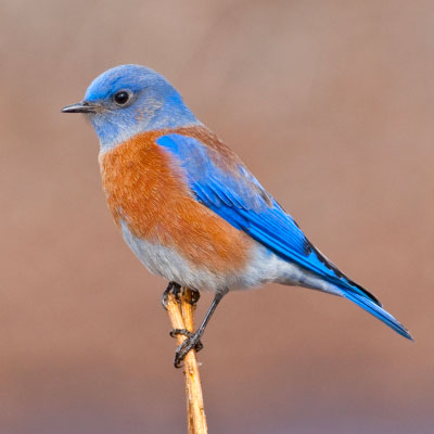 Western Bluebird