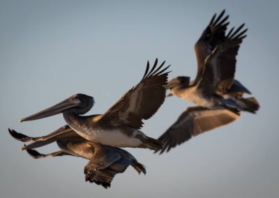 Brown pelicans