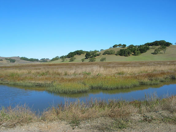 Petaluma Marsh Expansion Project. Photo Jude Stalker