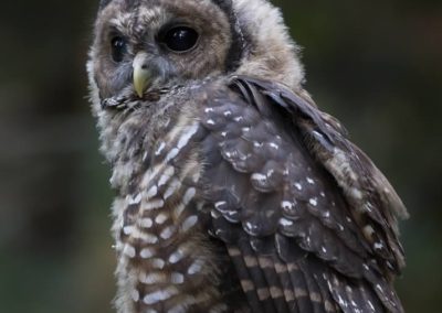Northern spotted owl fledgling