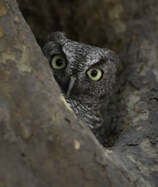 Western Screech Owl