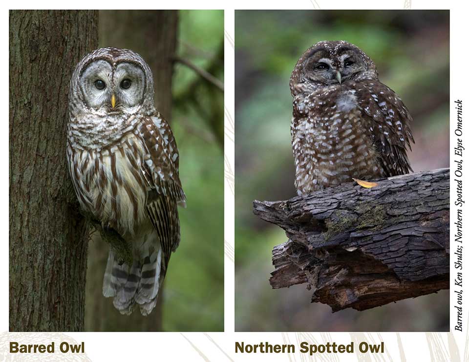 Barred owl vs Northern Spotted owl