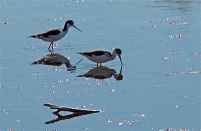 American Canyon Wetlands-400