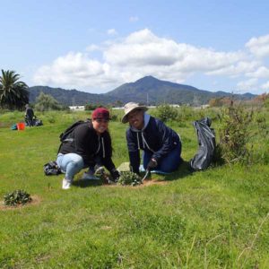 Limonium Removal