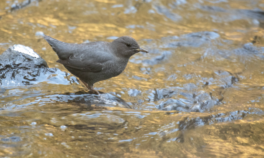 American Dipper