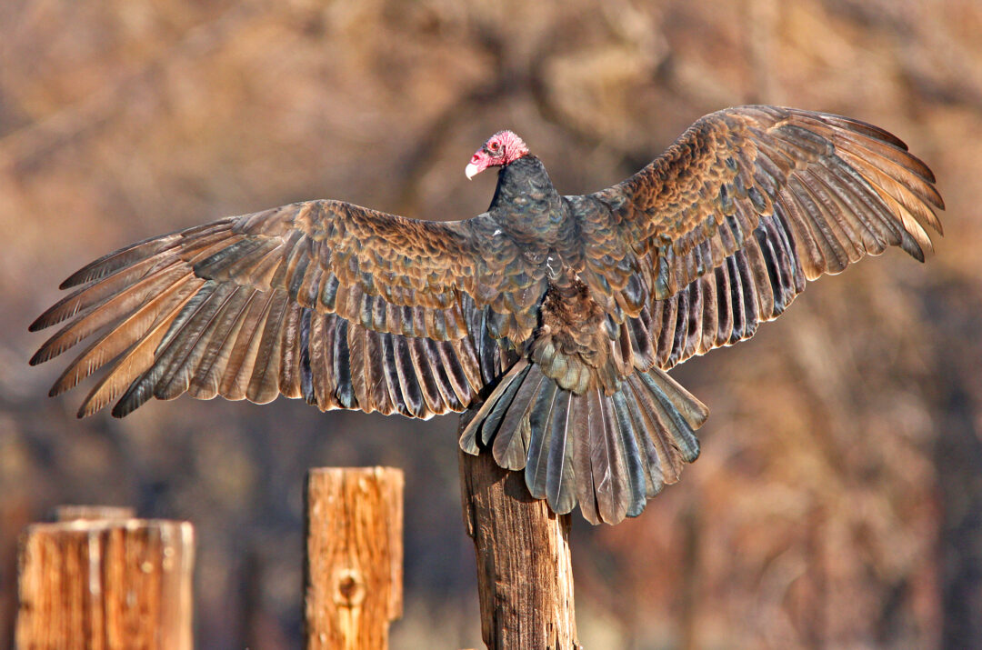 Speaker Series Marin Audubon Society