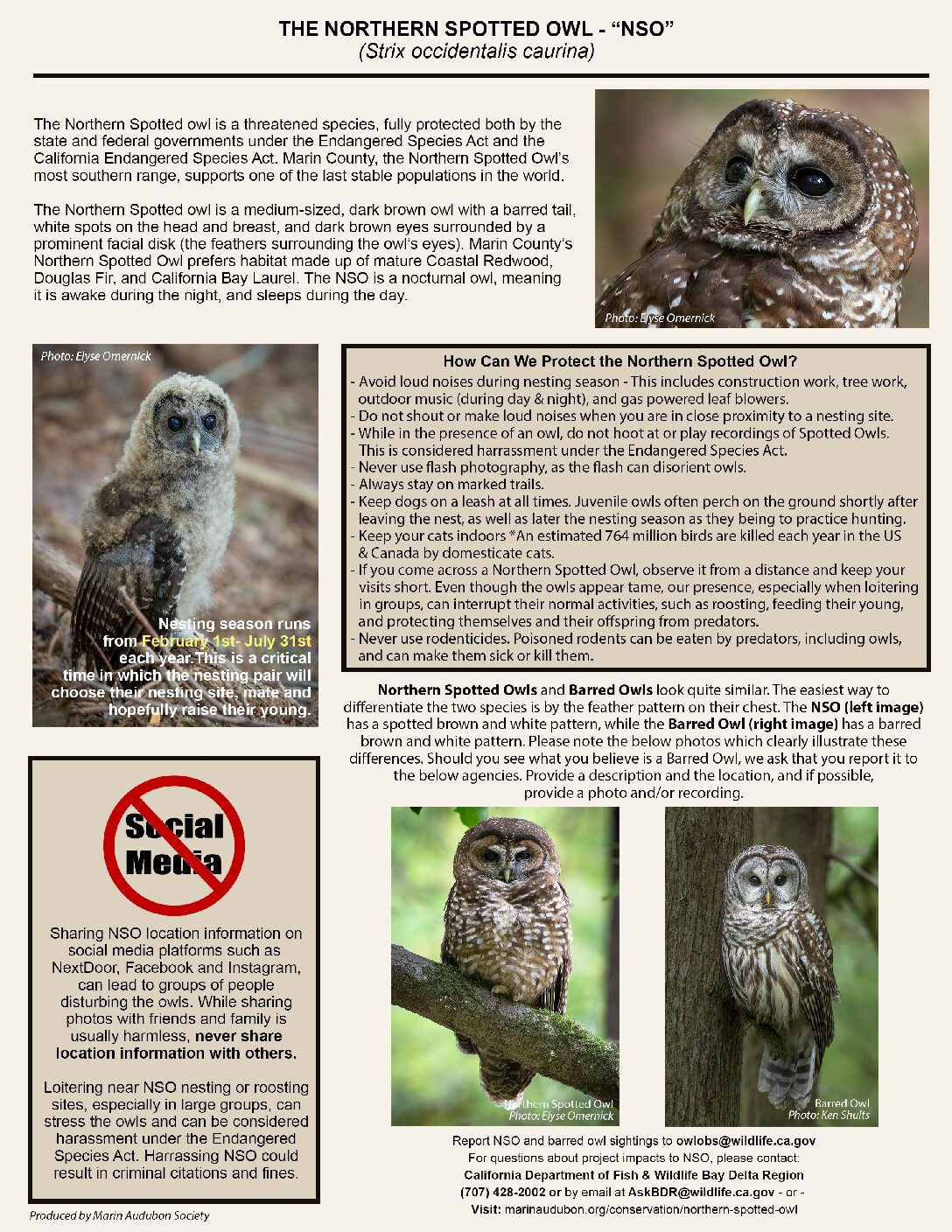 conservation-northern-spotted-owl-marin-audubon-society