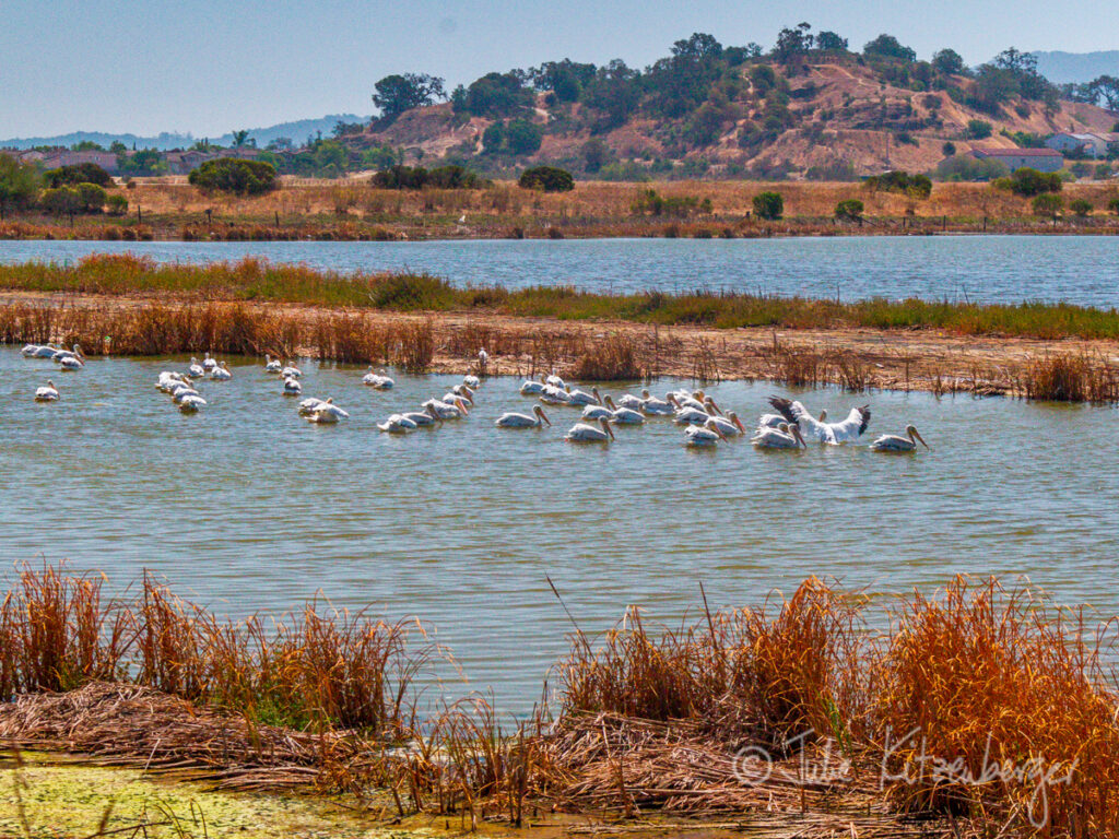 The Ponds At Las Gallinas Sanitary District San Rafael Marin