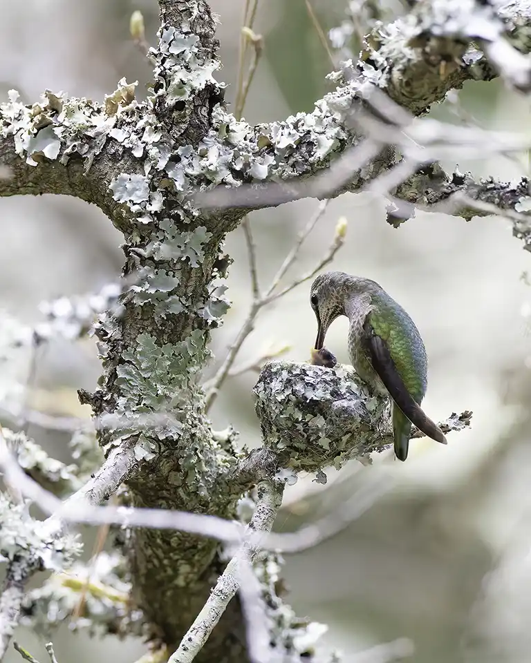 Marin County Breeding Bird Atlas