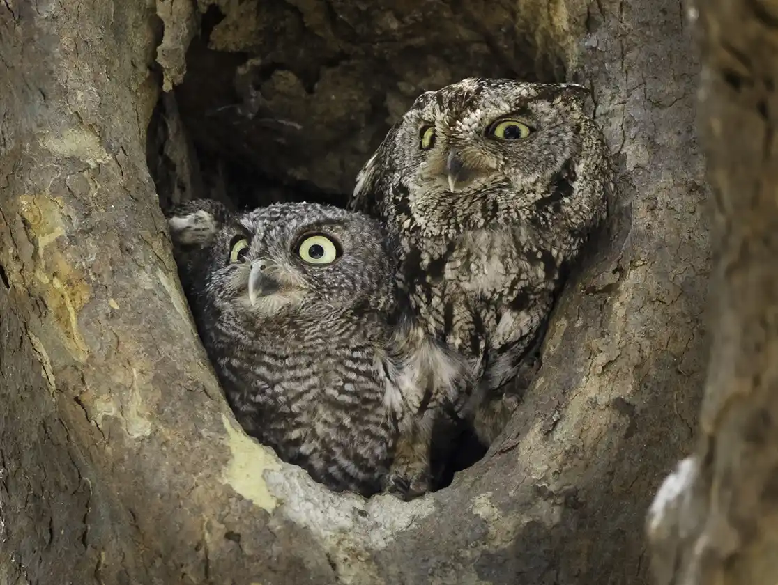 Marin County Breeding Bird Atlas