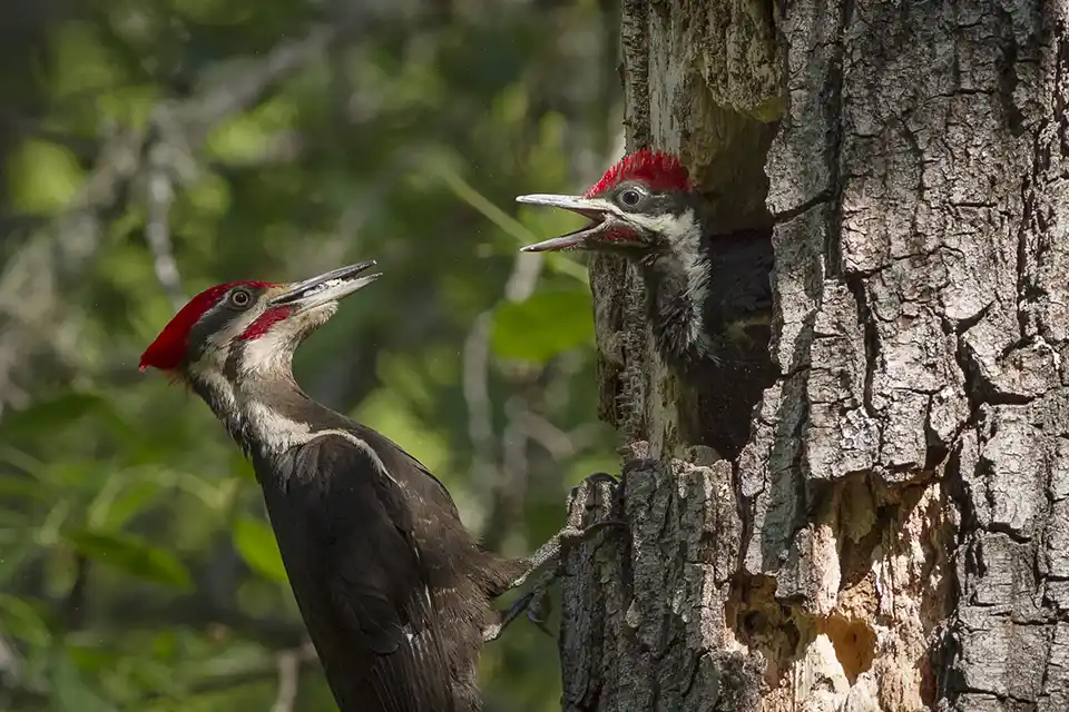 Adult & Juvenile Pileated Woodpecker - by Sylvia Hunt 